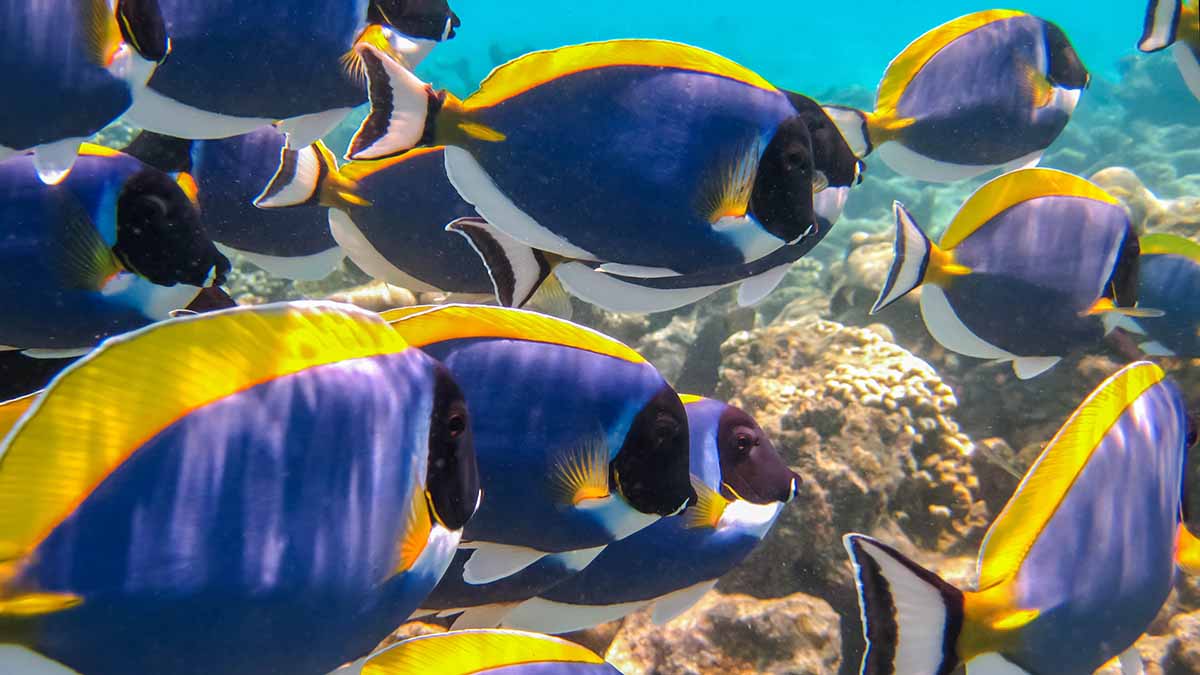 Shoal of surgeonfish in Nusa Penida, Bali