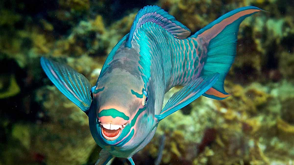 Parrotfish in Nusa Penida, Bali