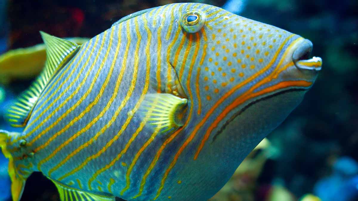 Triggerfish in Nusa Penida, Bali