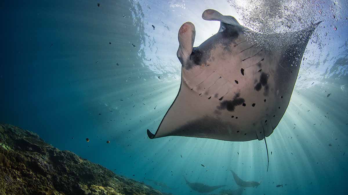 Manta ray in Nusa Penida, Bali