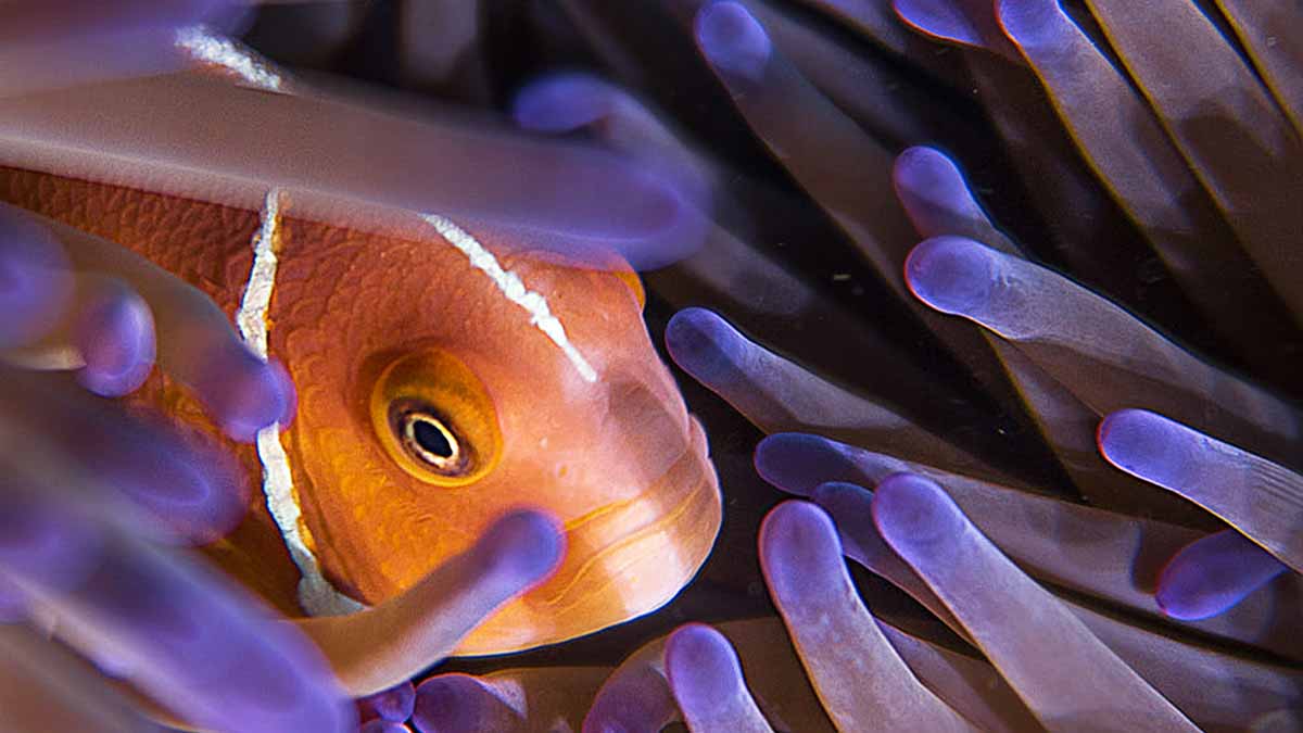 Clownfish in anemone in Nusa Penida
