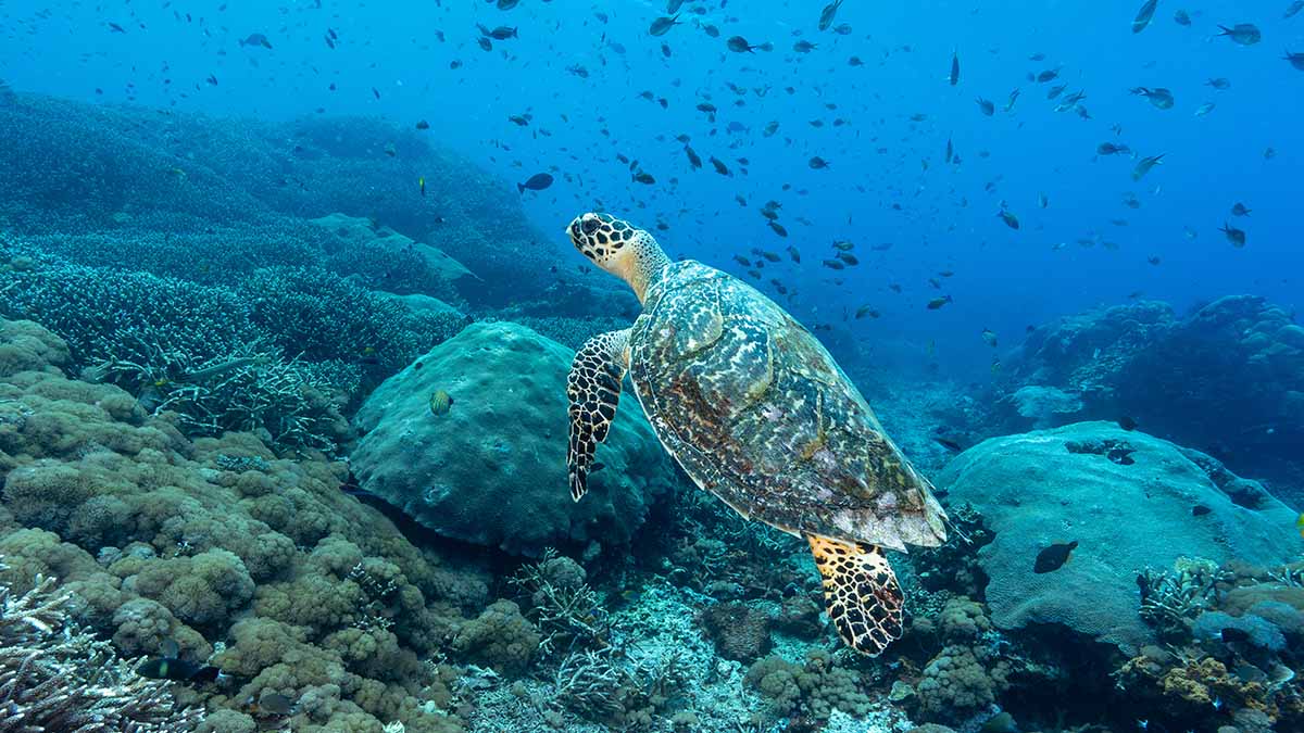 Green turtle in Nusa Penida