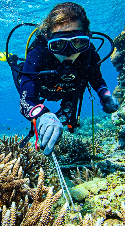 Intro to Coral Restoration Indonesia (Lipah)