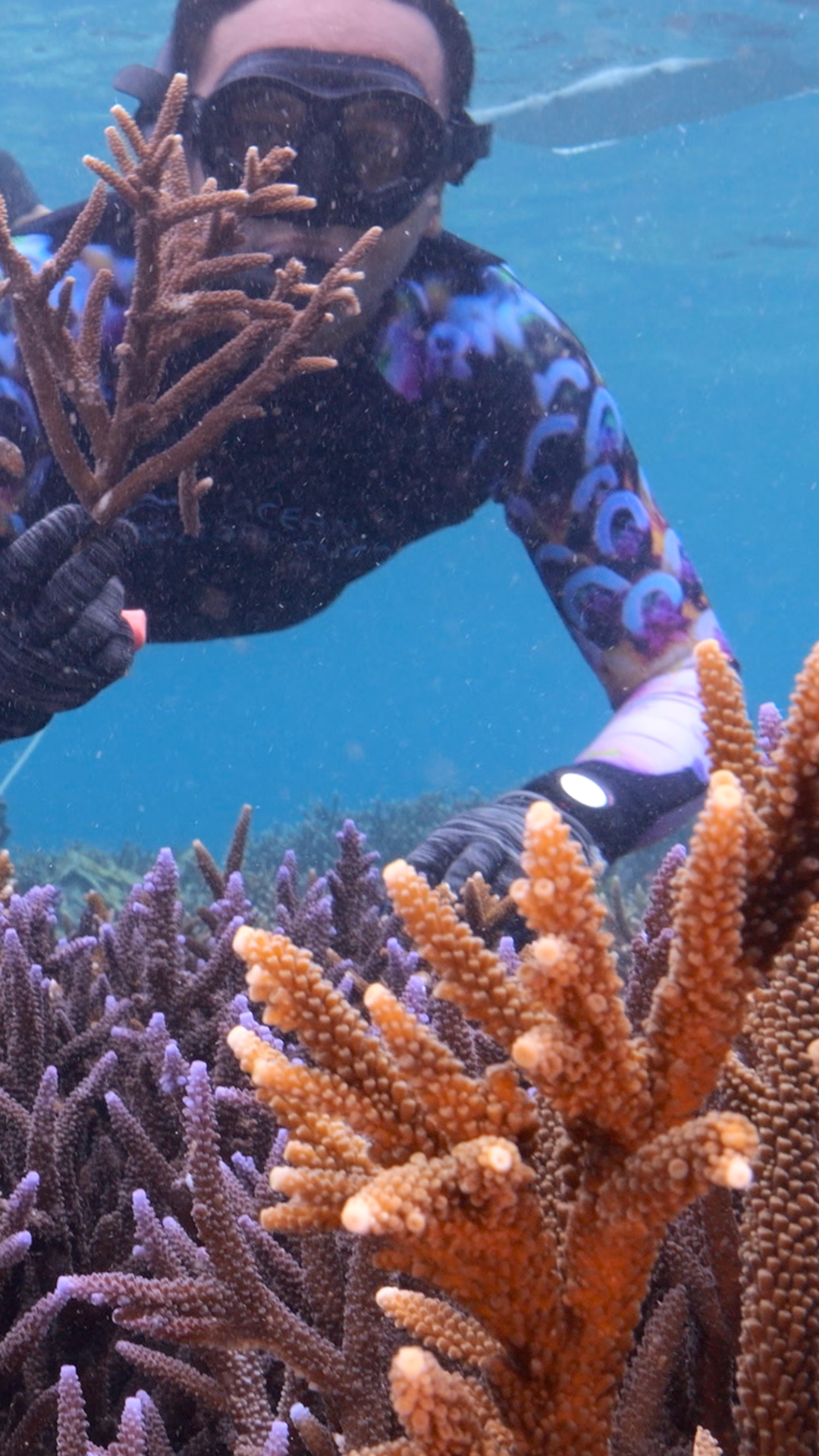 Nusa Penida Coral Restoration Snorkel Tour