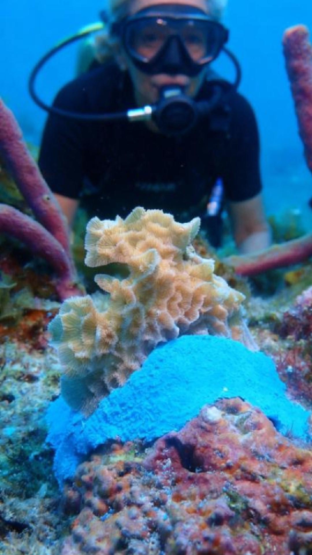 Cozumel Coral Reef Conservation Course 
