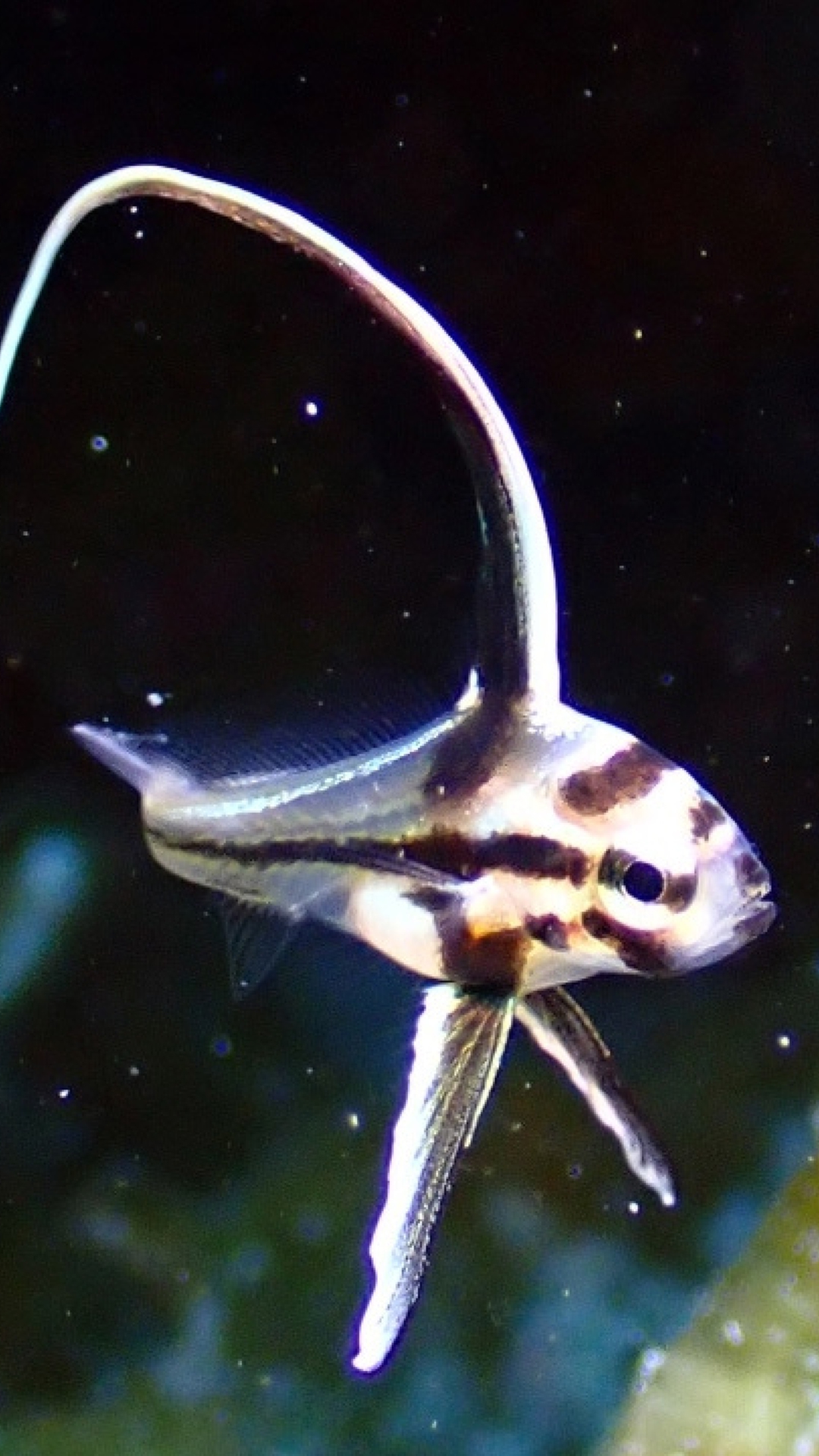 Cozumel Reef Fish Identification Course