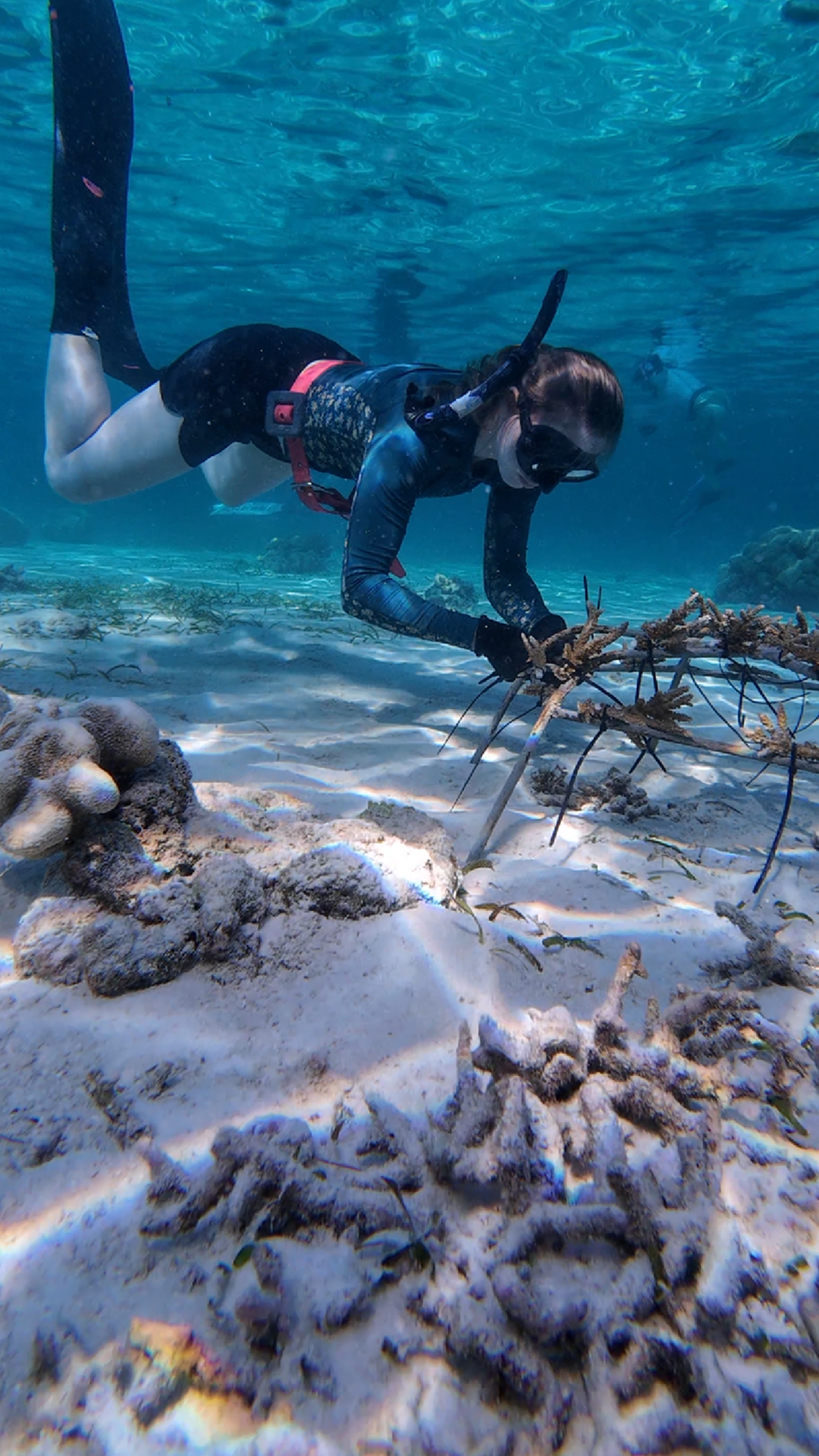 Free Diving For The Reef