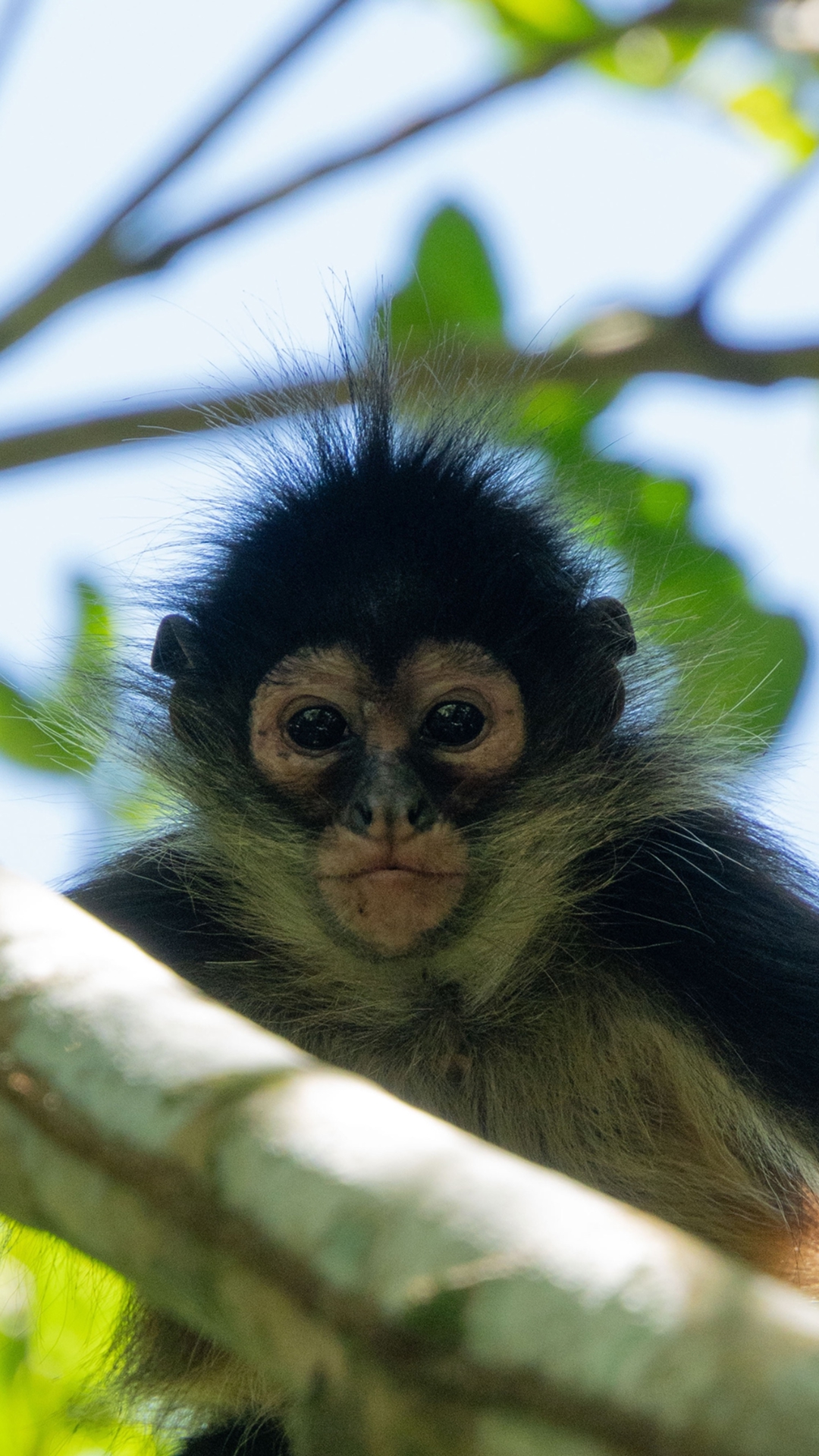 Spider Monkey forest visit with Mayan community