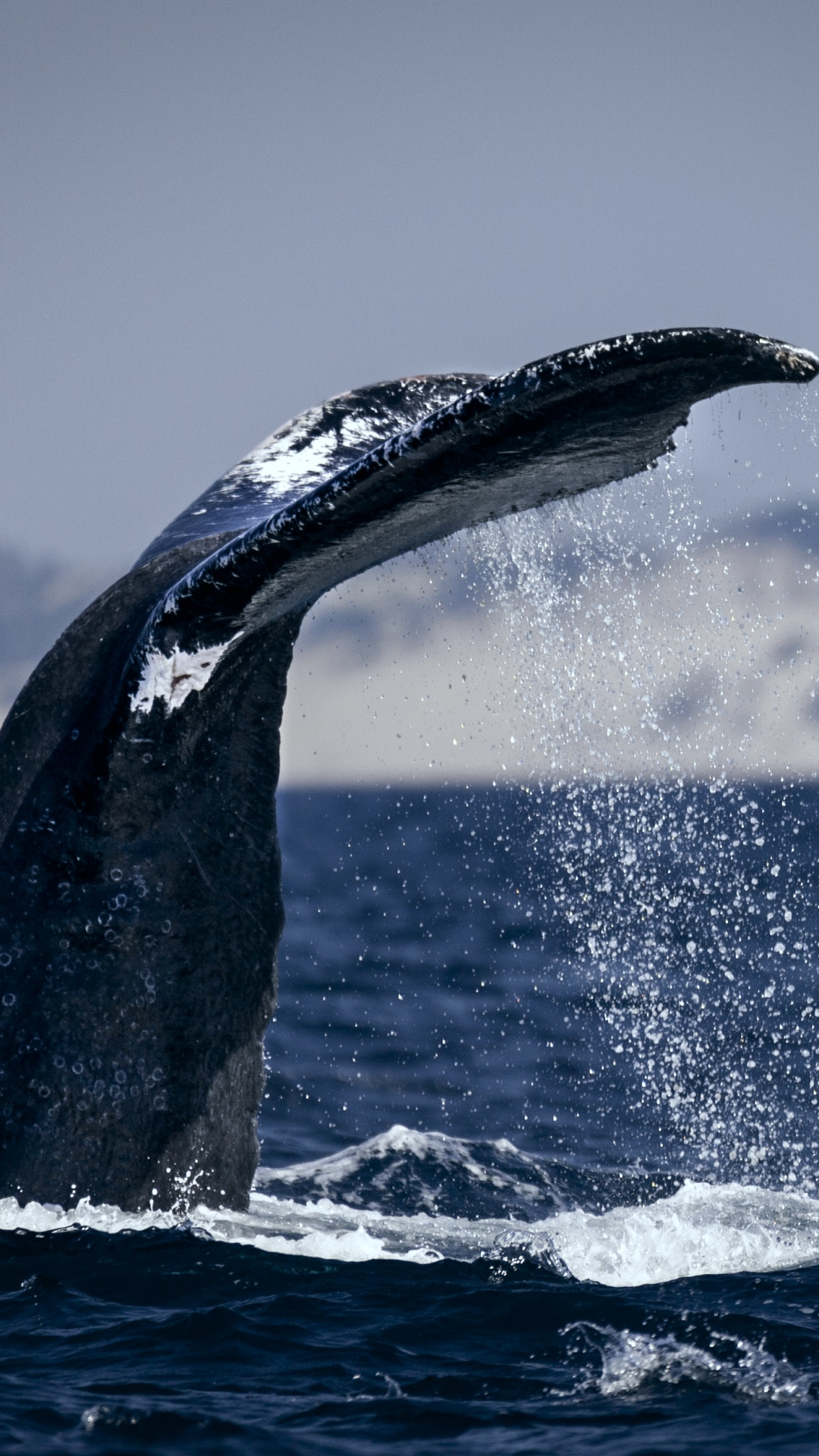 Whales and Waves: 10 day citizen science expedition
