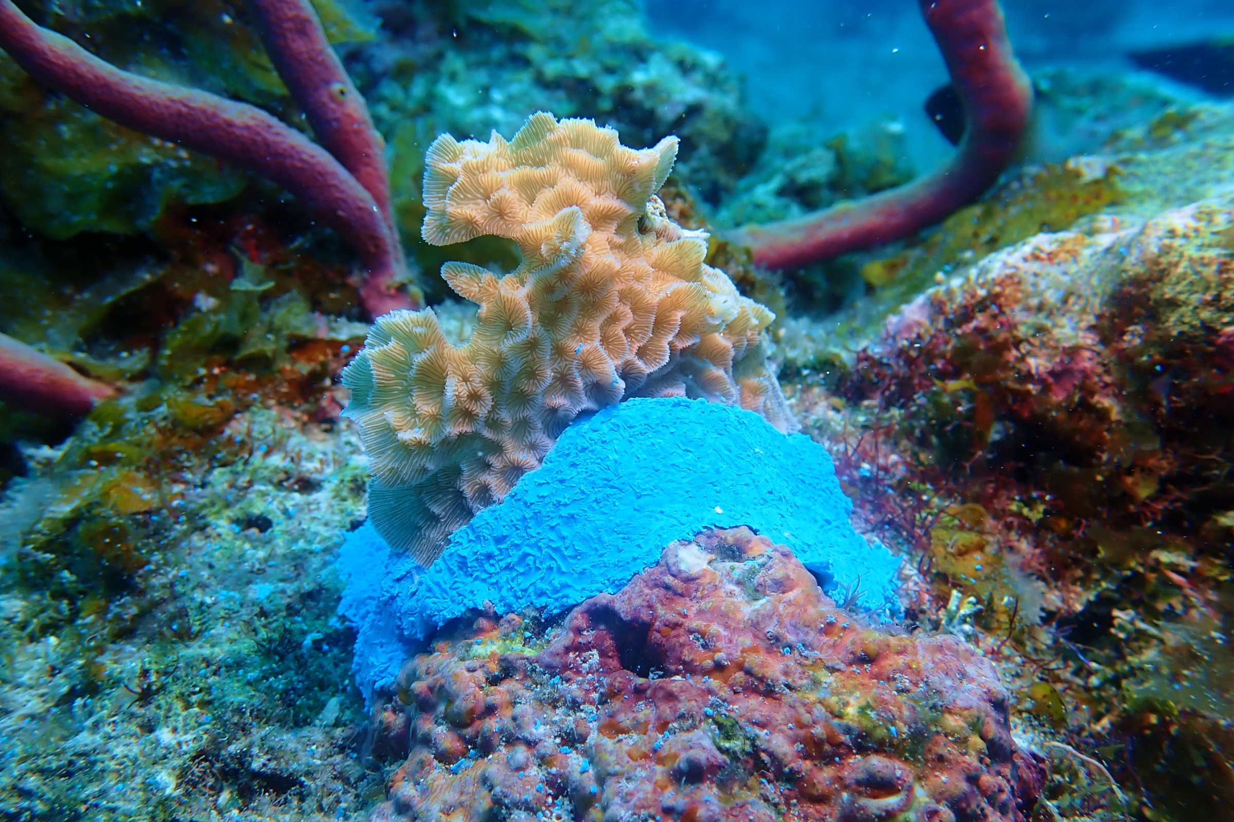 Cozumel Coral Reef Conservation Course photo 2
