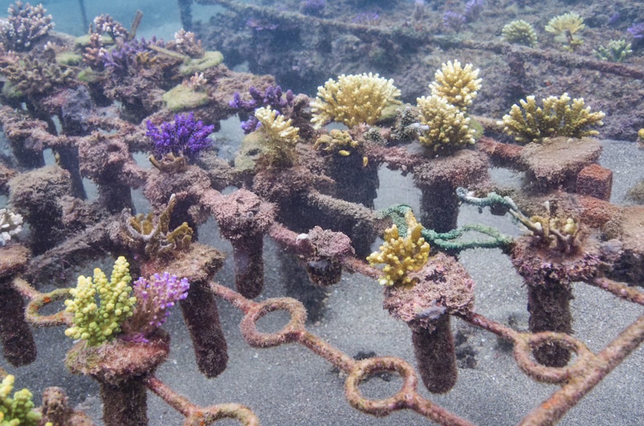 Candidasa Coral Restoration Tour photo 1