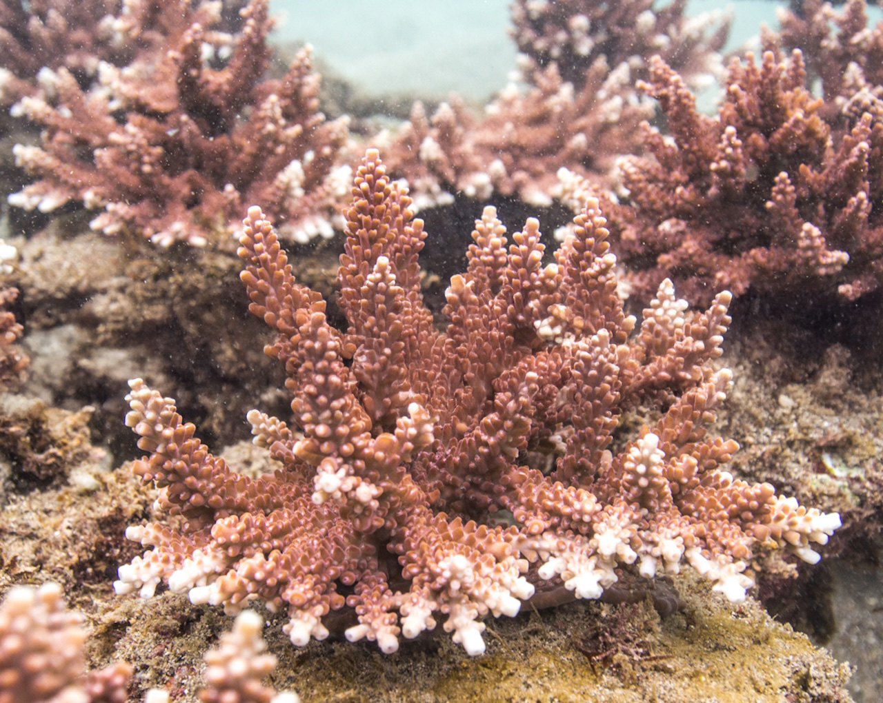 Candidasa Coral Restoration Tour photo 3