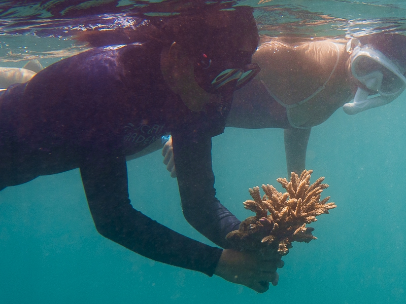 Harvesting corals from donor colony in Bali