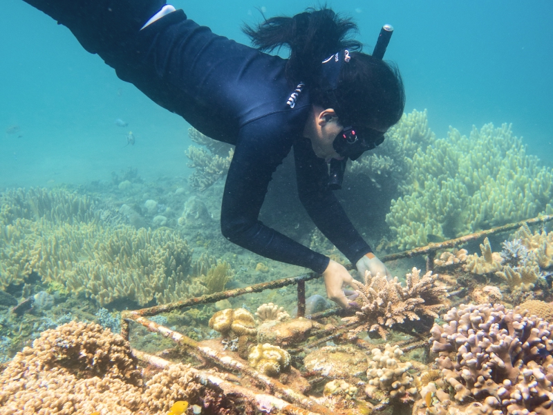 Harvesting corals from donor colony in Bali