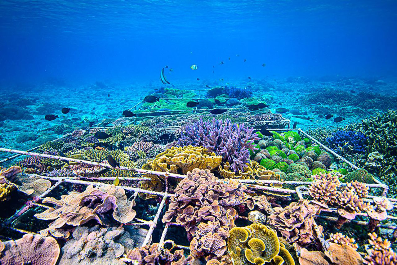 Nusa Penida Coral Restoration Snorkel Tour photo 2