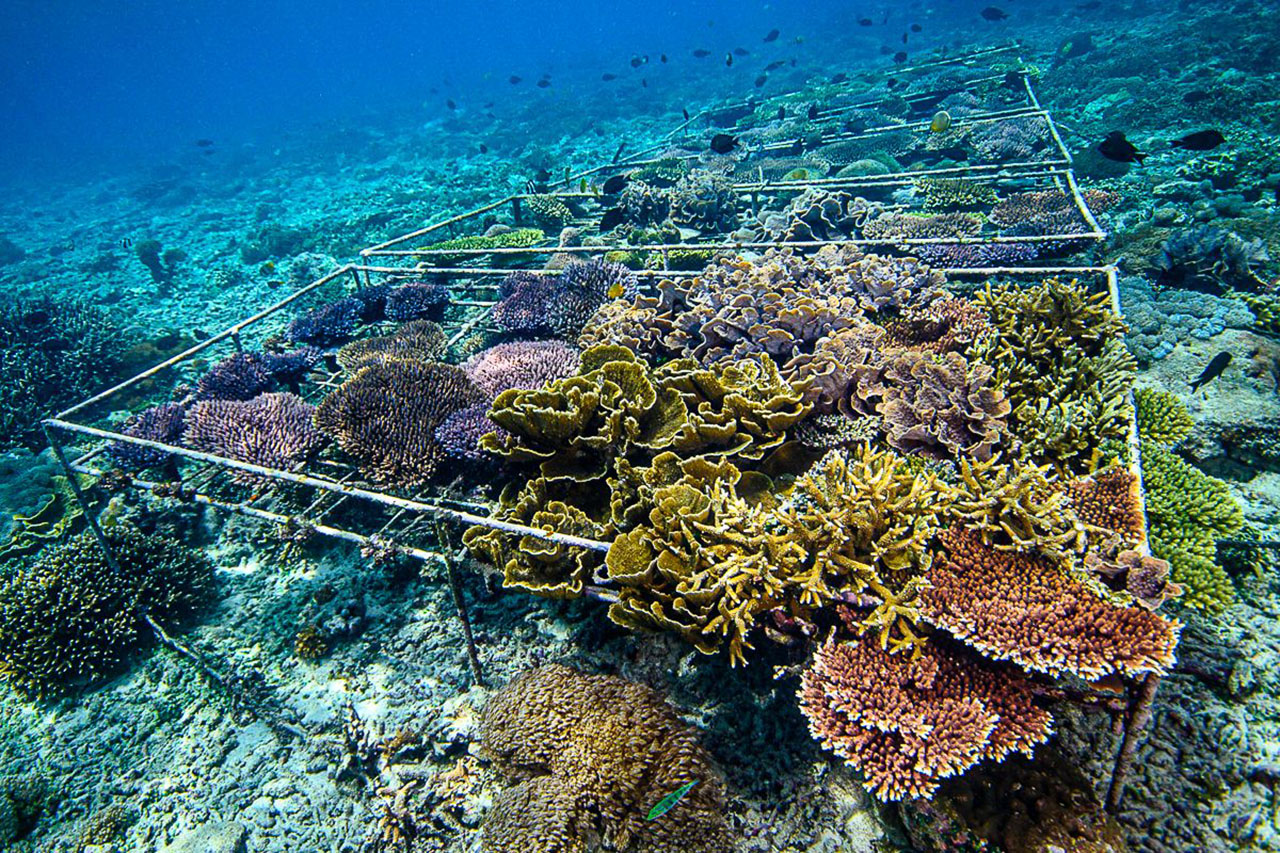 Nusa Penida Coral Restoration Snorkel Tour photo 3