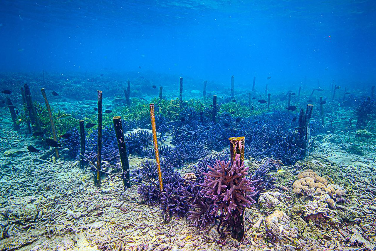 Nusa Penida Coral Restoration Snorkel Tour photo 4