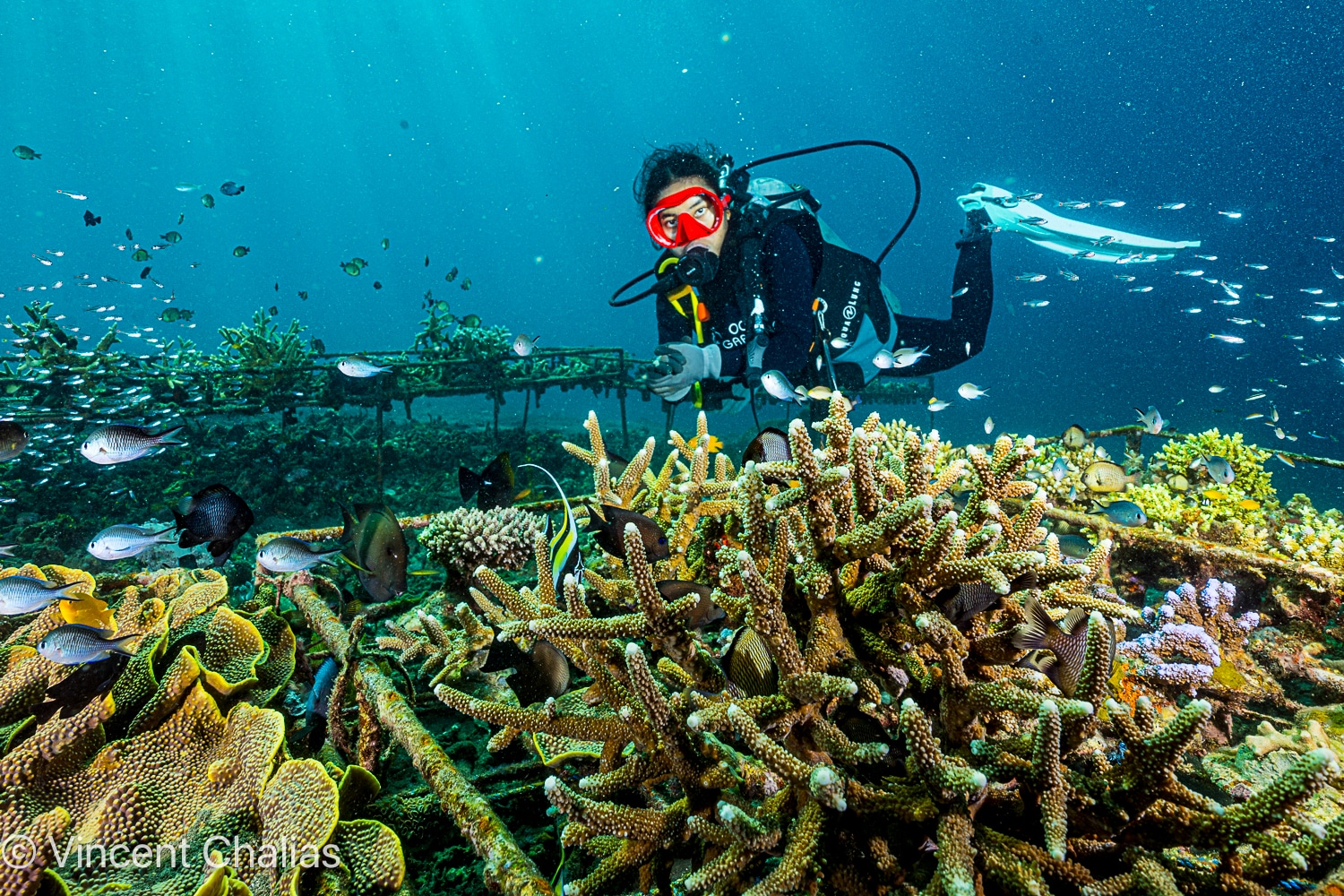 Intro to Coral Restoration Indonesia (Lipah) photo 3