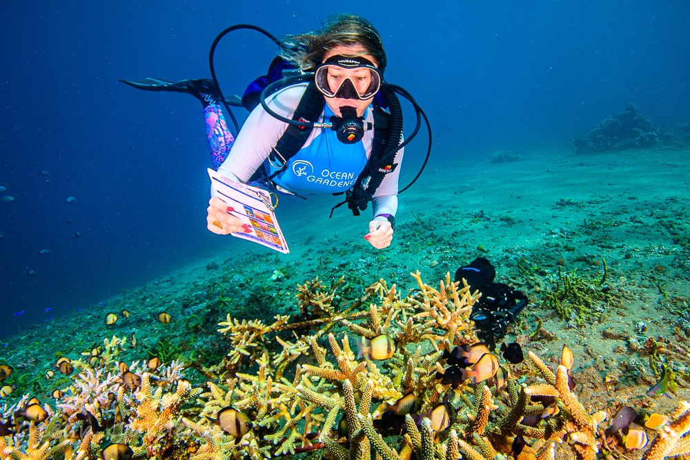 Intro to Coral Restoration Indonesia (Lipah) photo 4