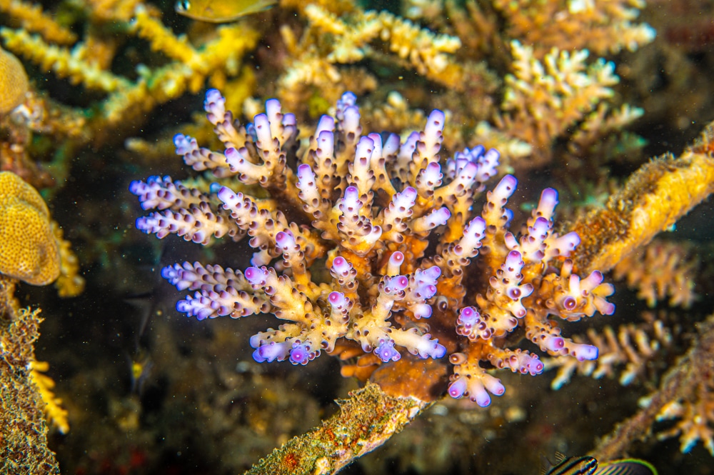 Intro to Coral Restoration (Ped) photo 4