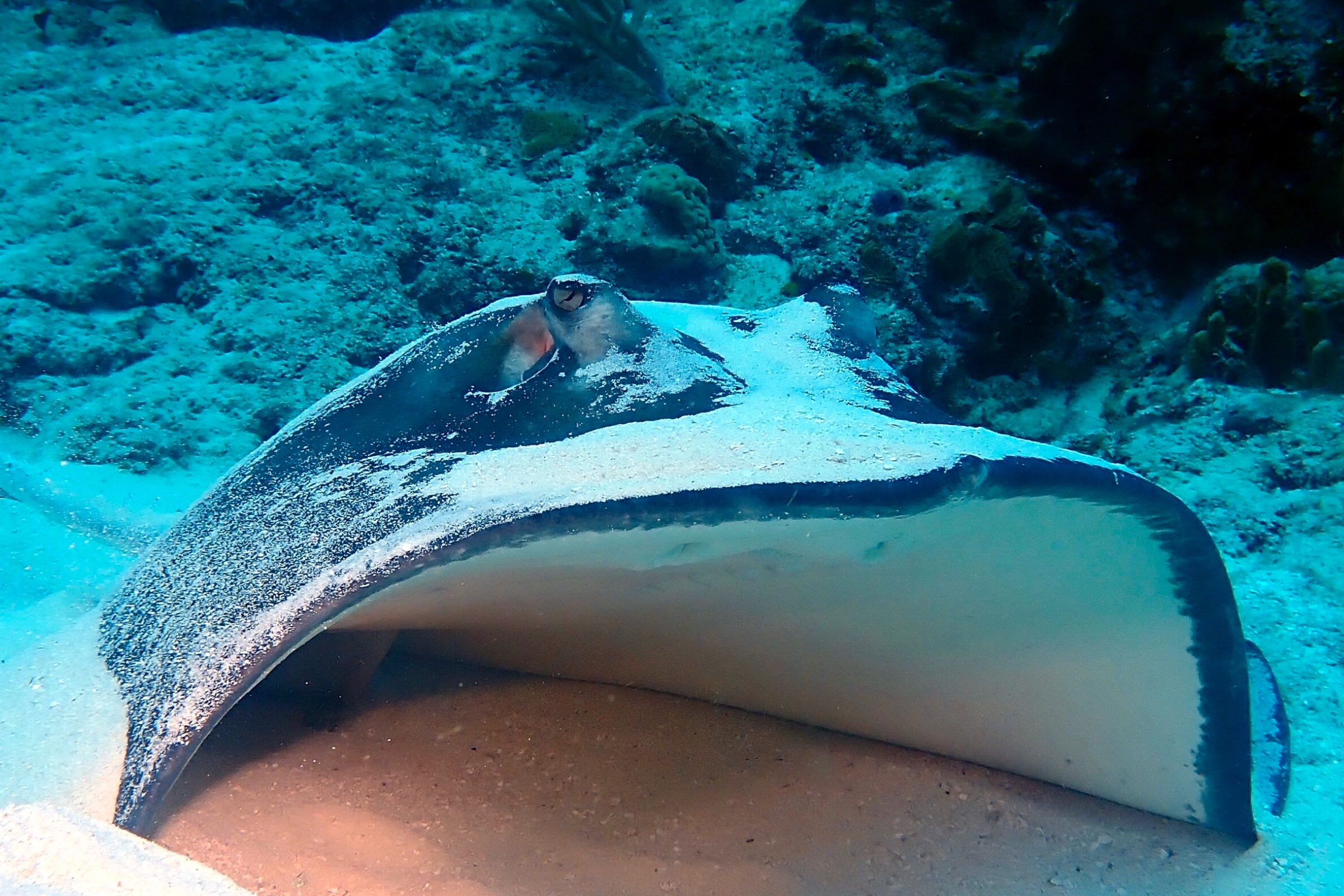 Cozumel Reef Fish Identification Course photo 1