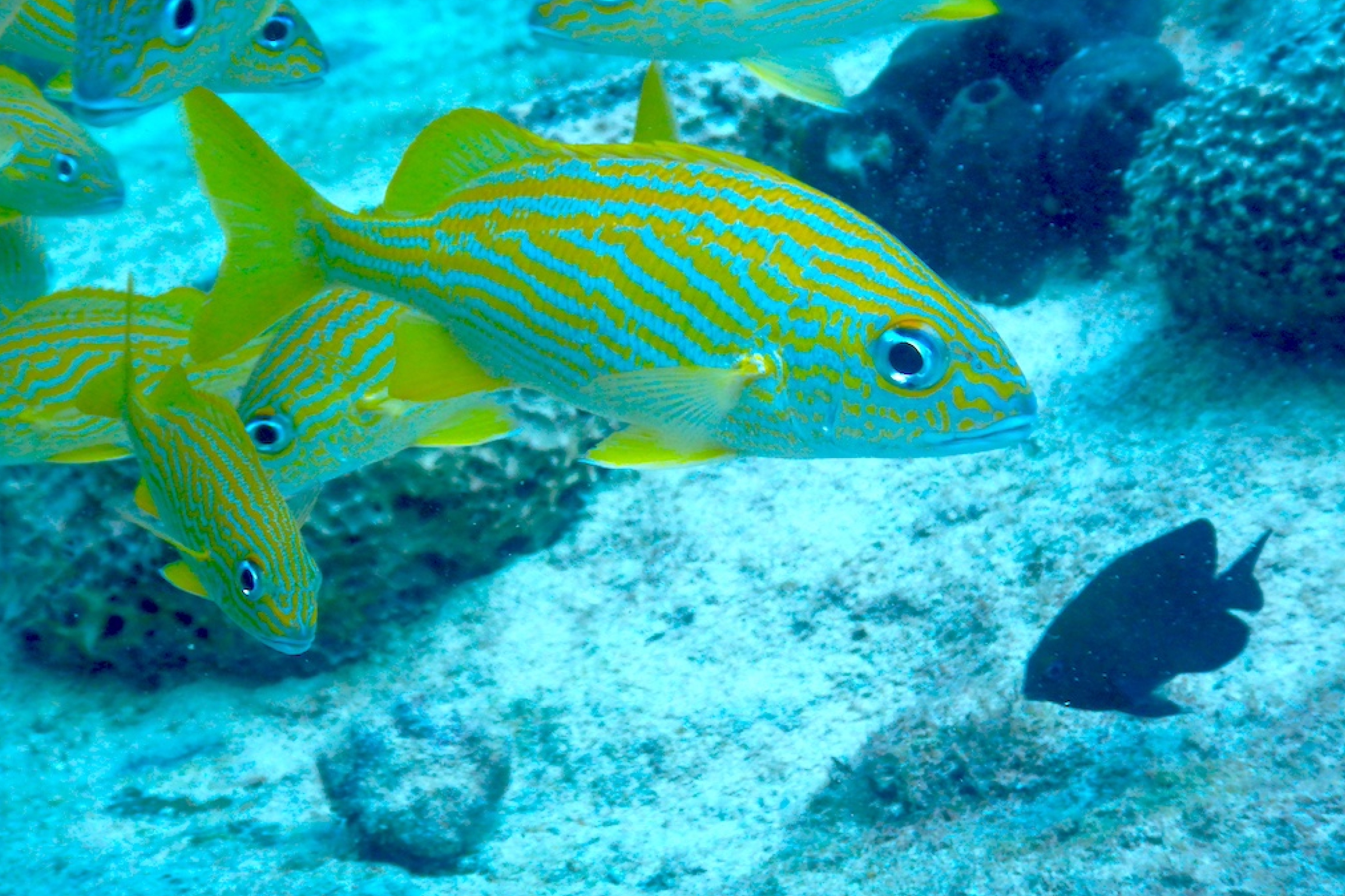 Cozumel Reef Fish Identification Course photo 2