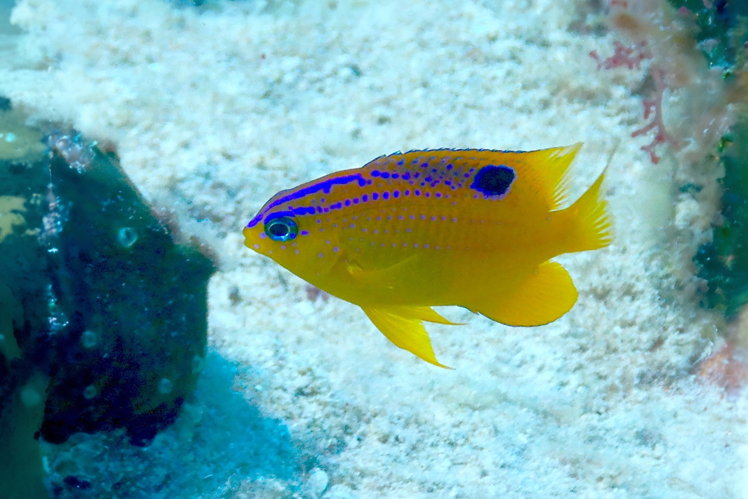 Cozumel Reef Fish Identification Course photo 3