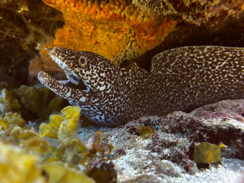 Cozumel Reef Fish Identification Course photo 4
