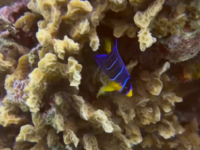 Cozumel Reef Fish Identification Course photo 5