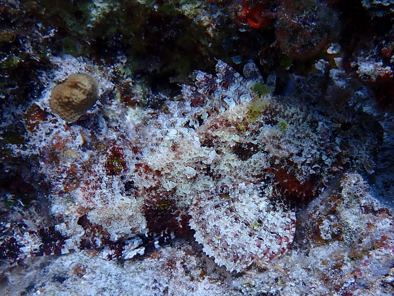 Cozumel Reef Fish Identification Course photo 6