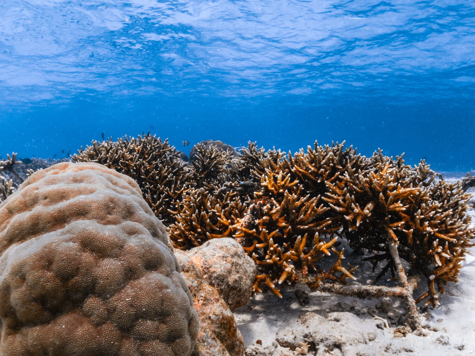 Coral Restoration Course photo 2