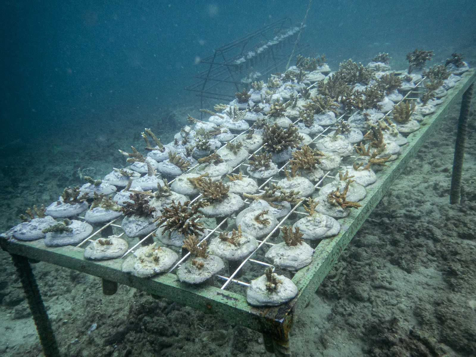 Coral Workshop photo 3