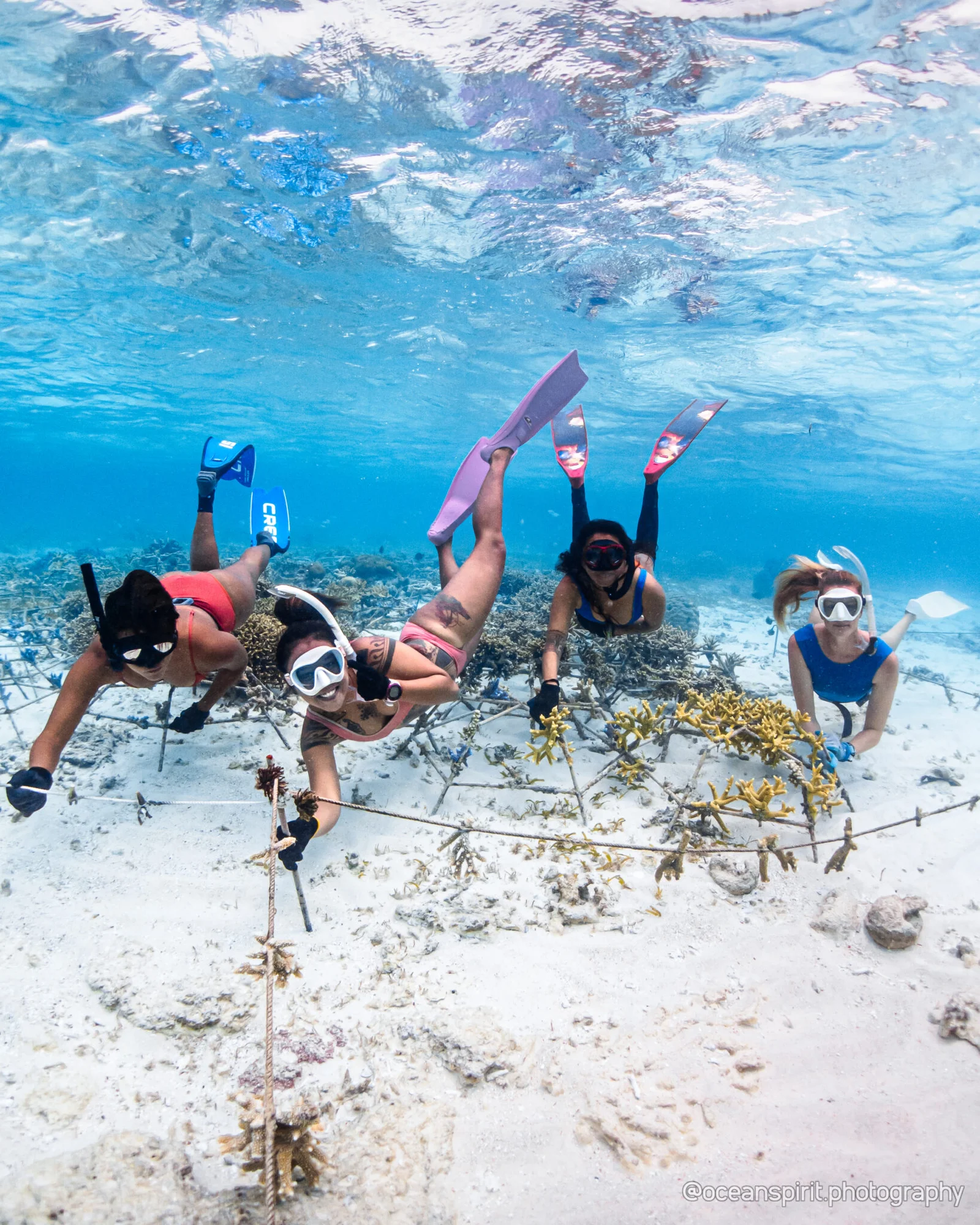 Coral Identification Level 1 photo 3