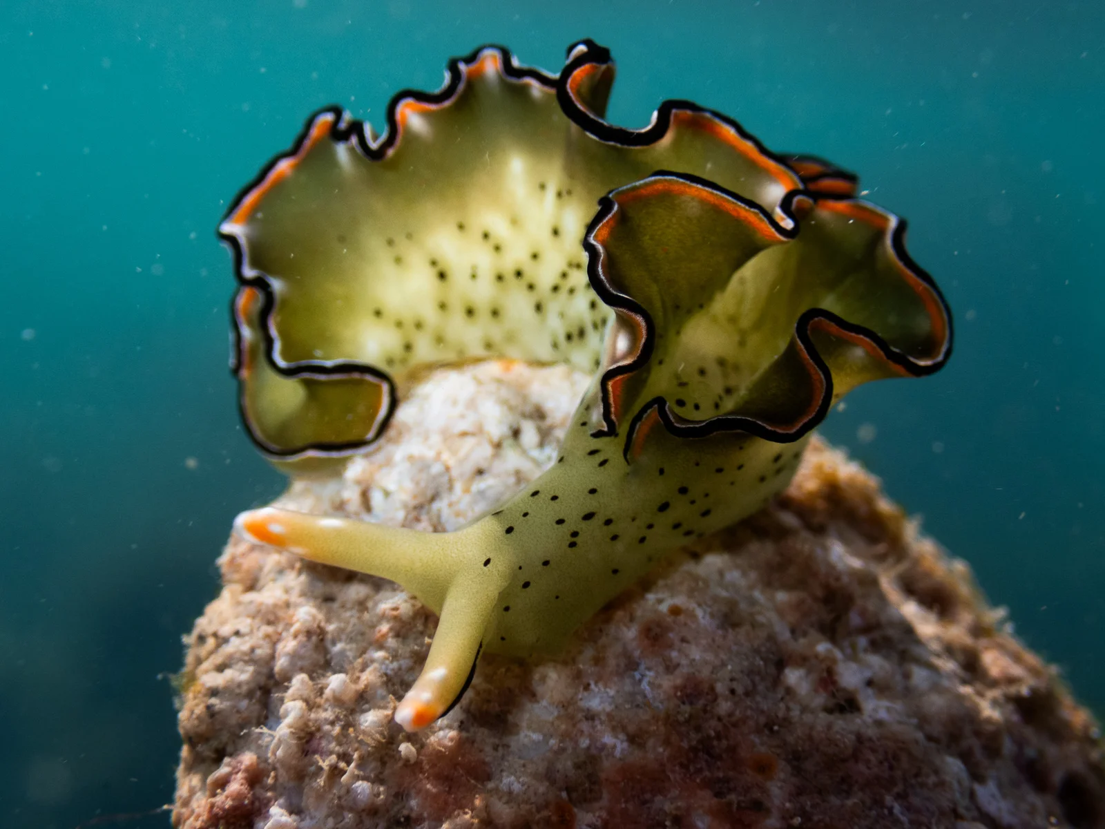 Coral Identification Level 1 photo 5