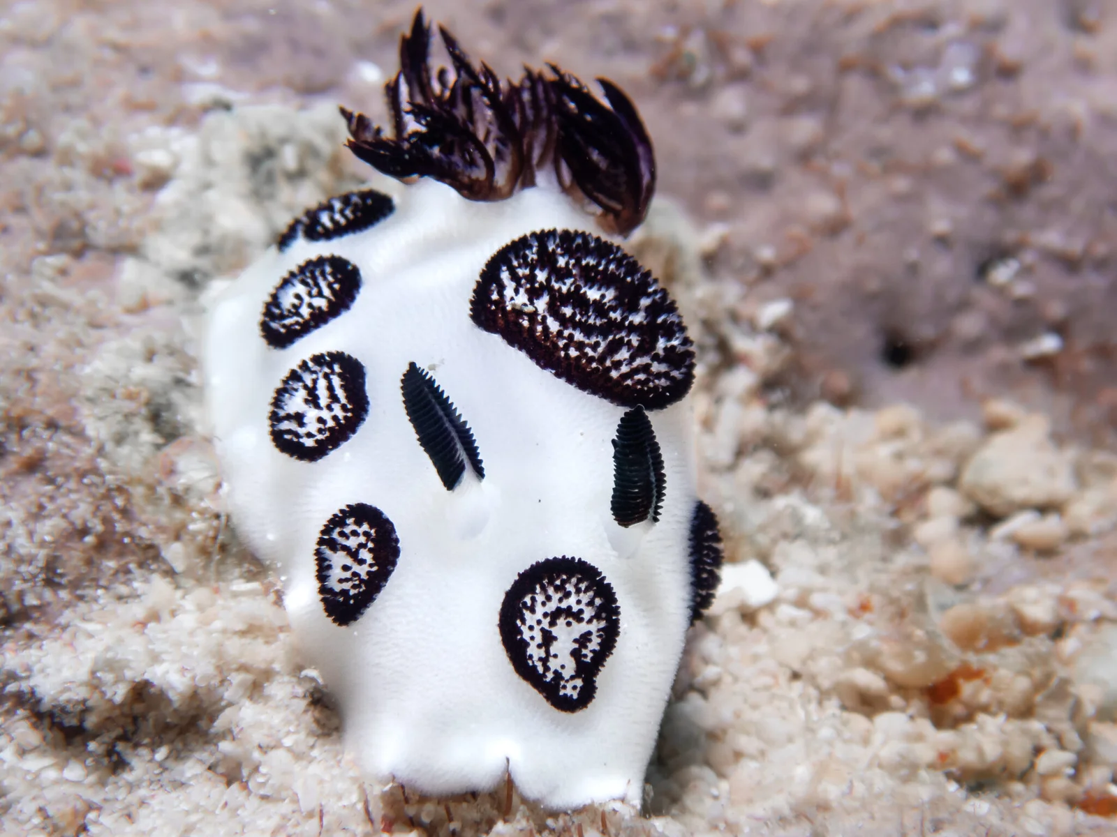 Black and white nudibrach sea slug from Bira Indonesia