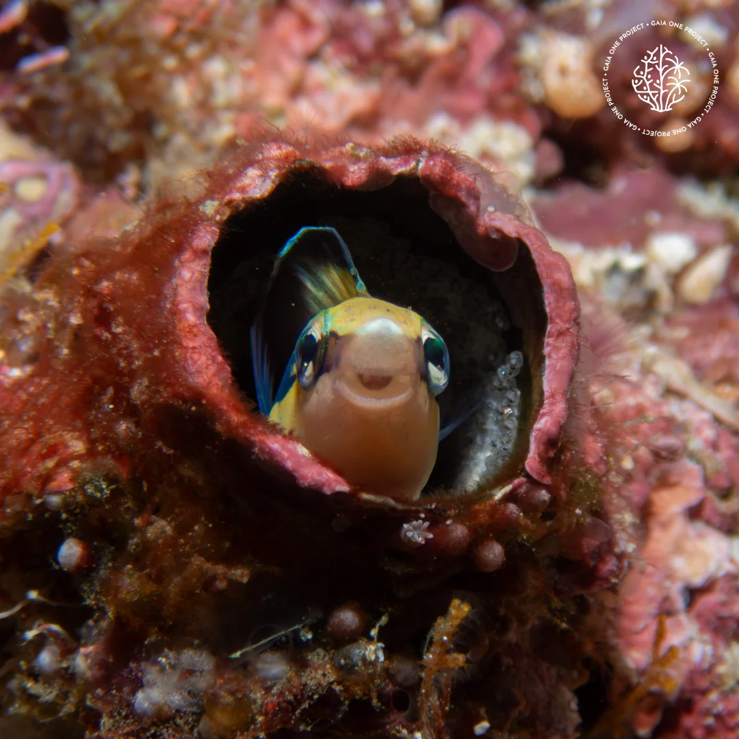 Tiny blenny fish hidden in live rock in Bira Indonesia