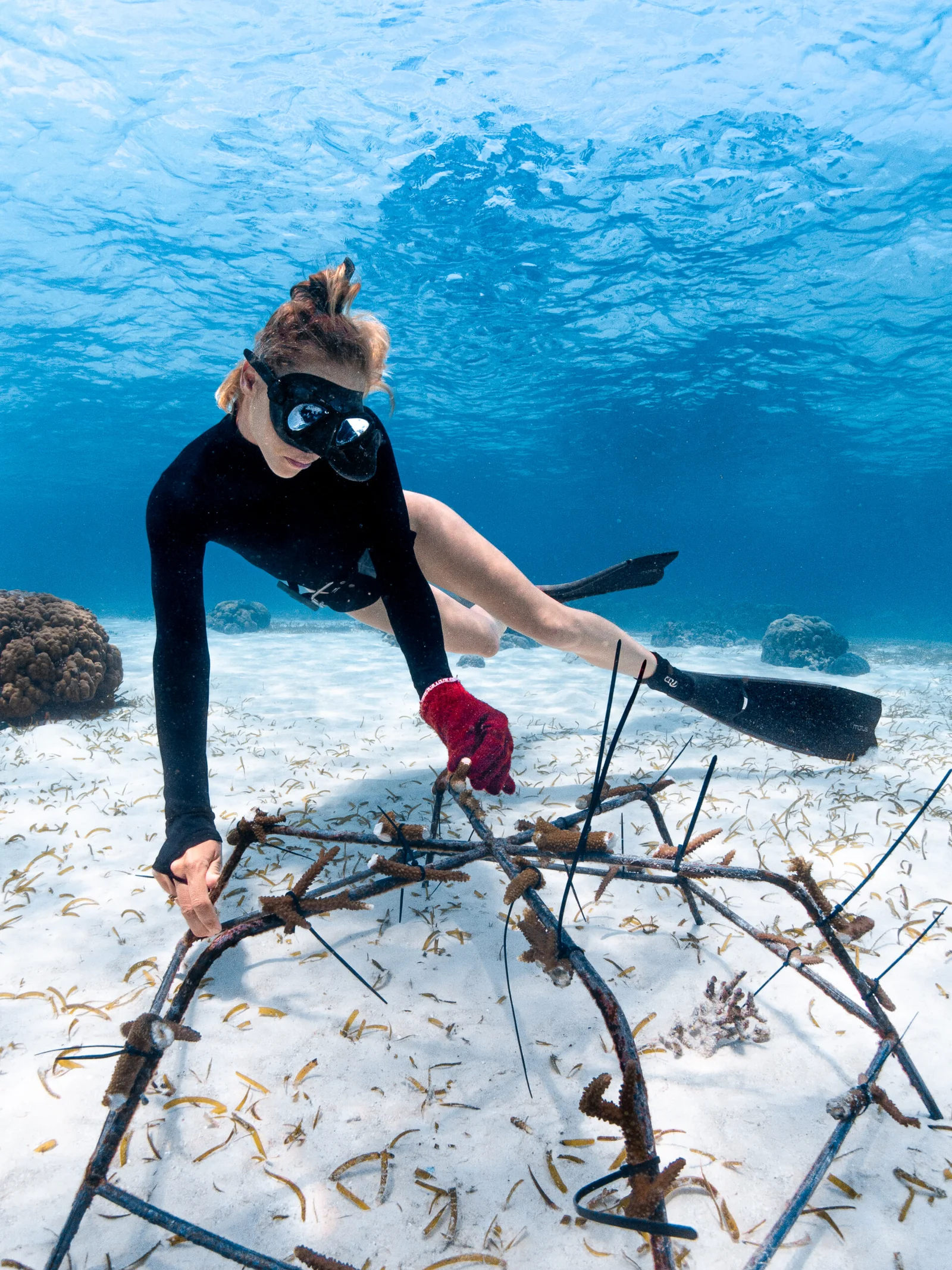 Free diver with a coral restoration reef spider
