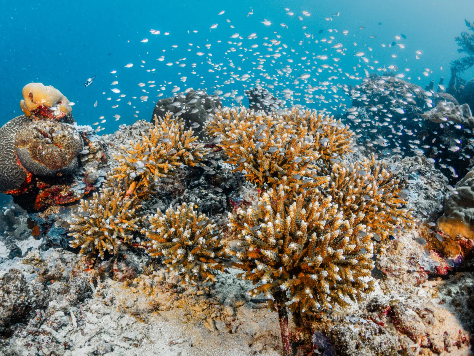 Fun Freediving Beginner photo 4