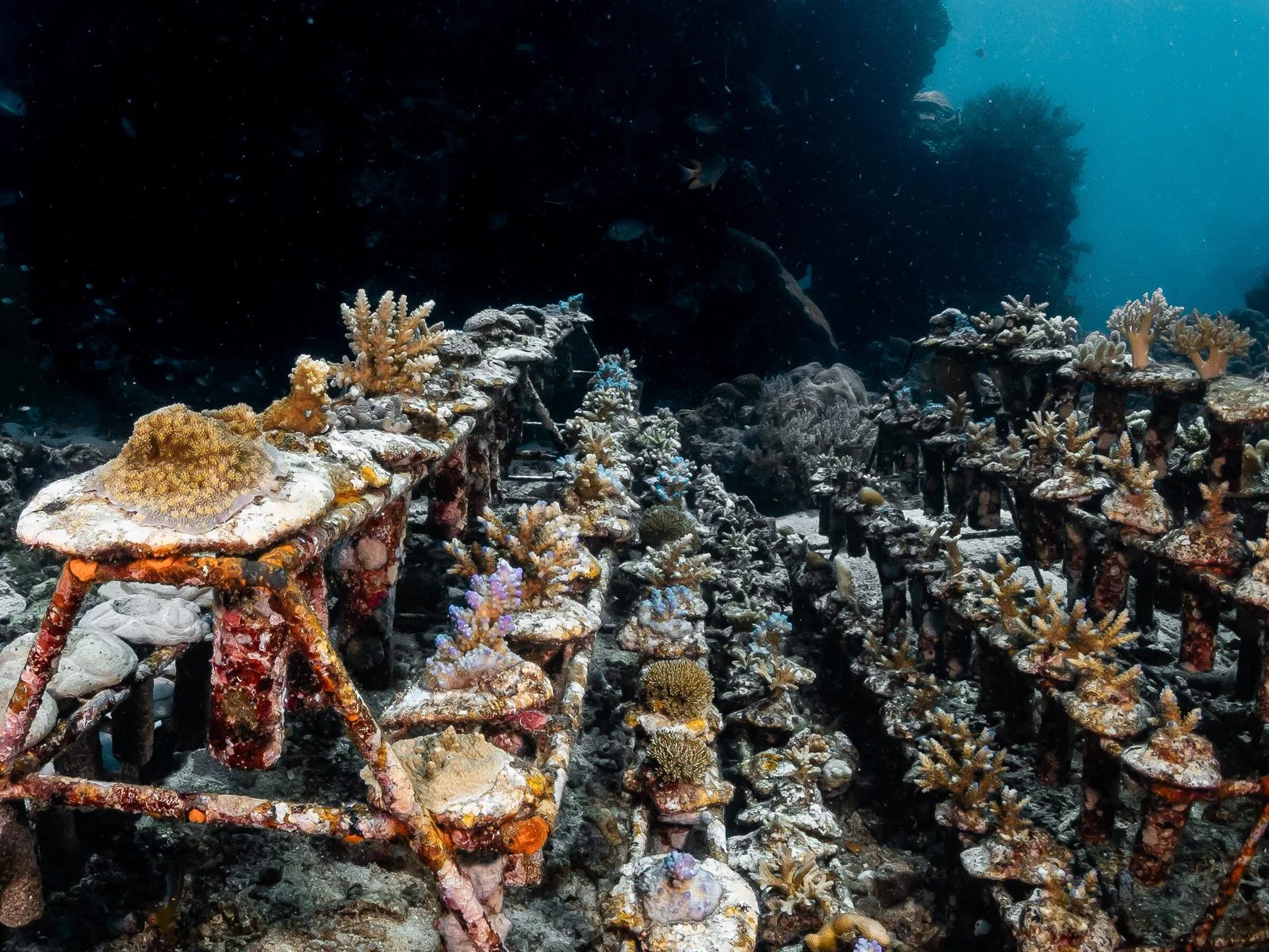 Fun Freediving Beginner photo 6