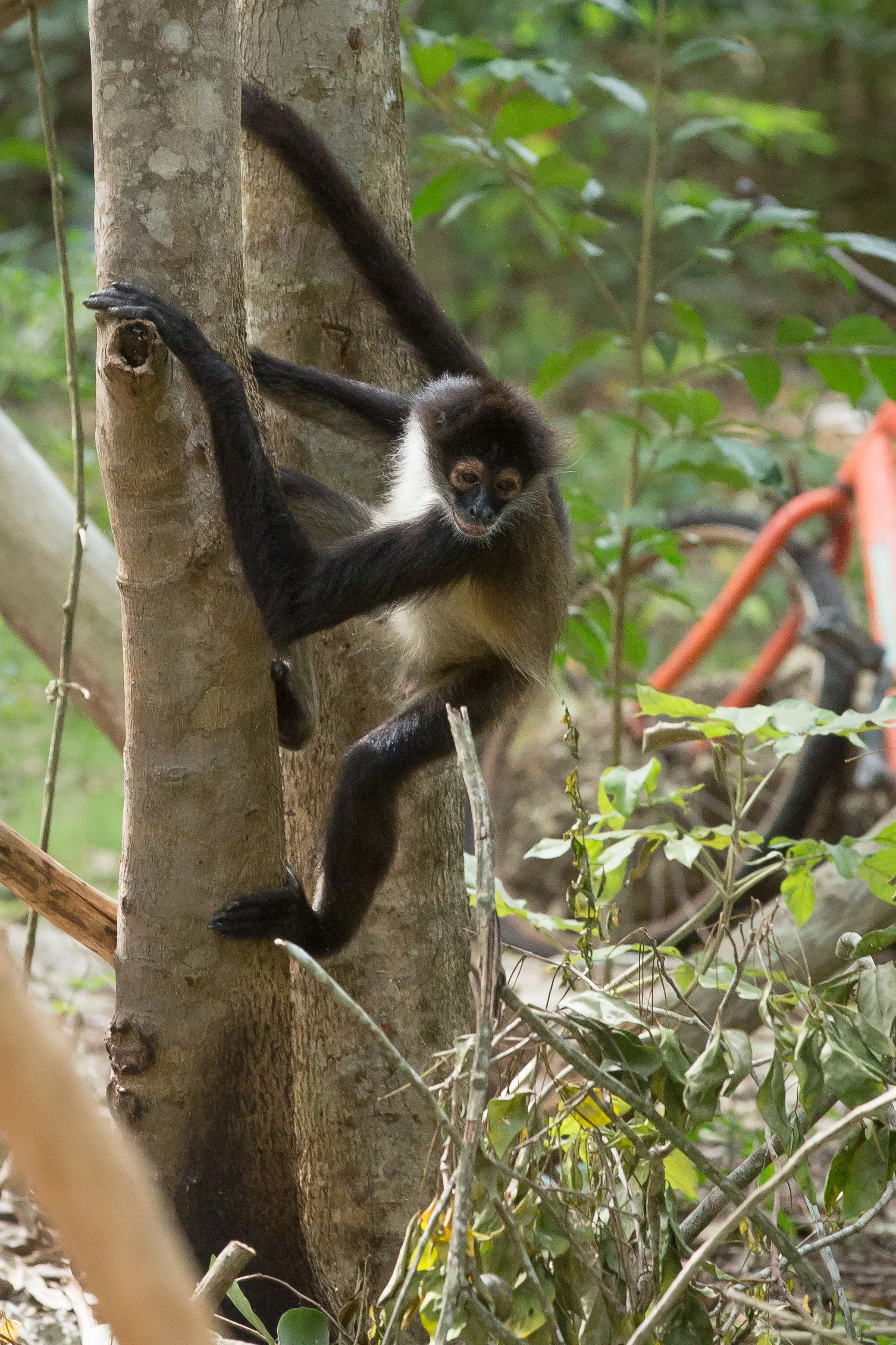 Spider Monkey forest visit with Mayan community photo 2