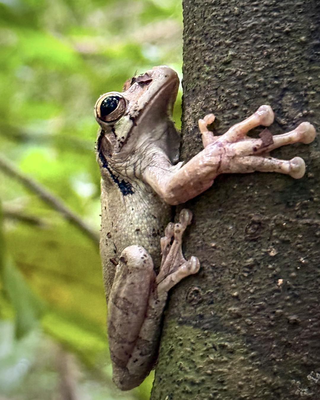 Spider Monkey forest visit with Mayan community photo 4