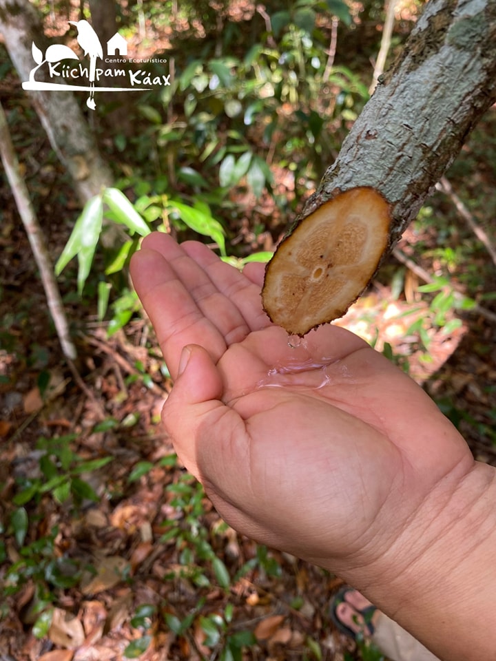 Jungle Hike and Chicle (traditional gum) Demo photo 3