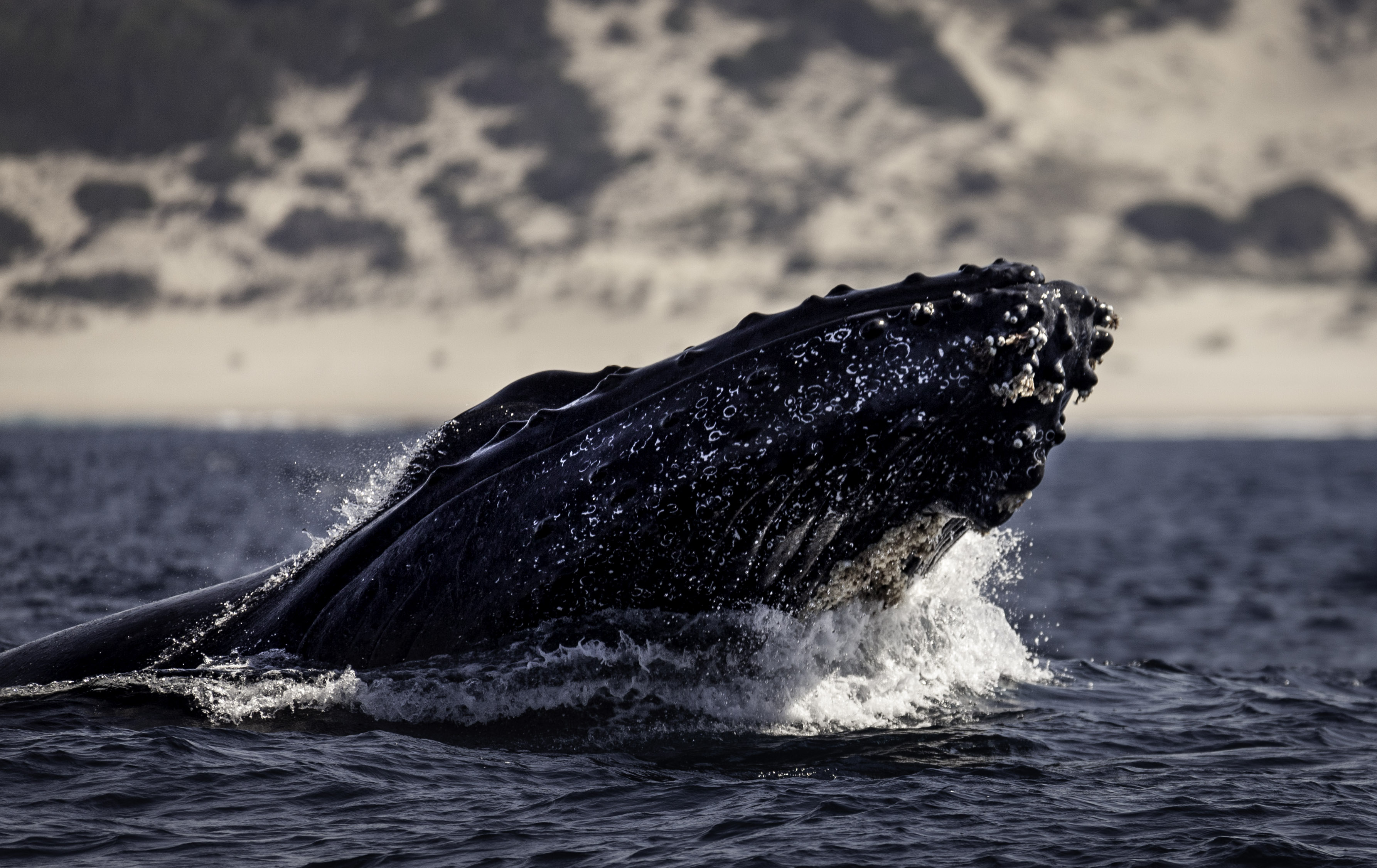 Whales and Waves: 10 day citizen science expedition photo 1