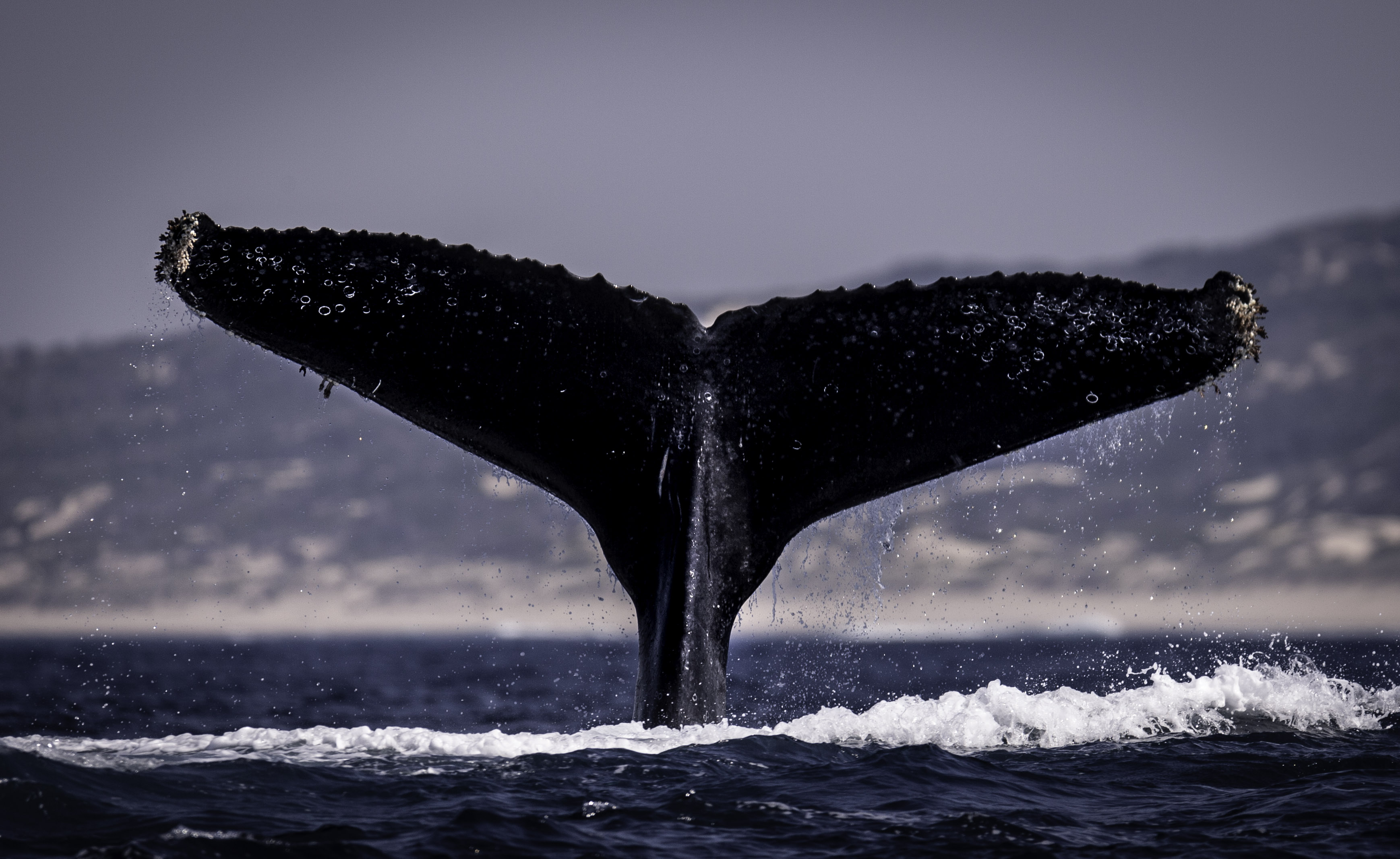 Whales and Waves: 10 day citizen science expedition photo 2