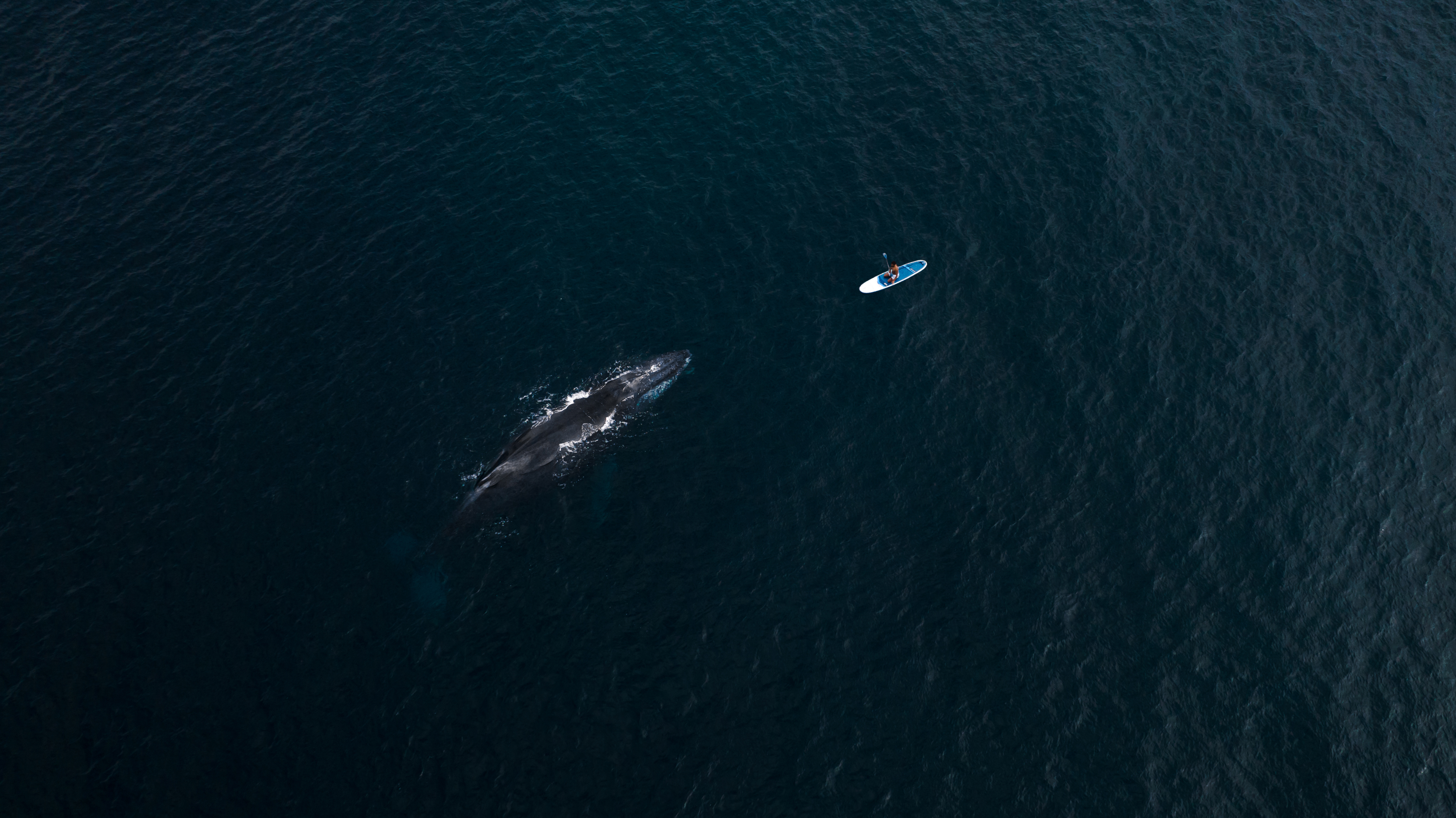 Whales and Waves: 10 day citizen science expedition photo 3