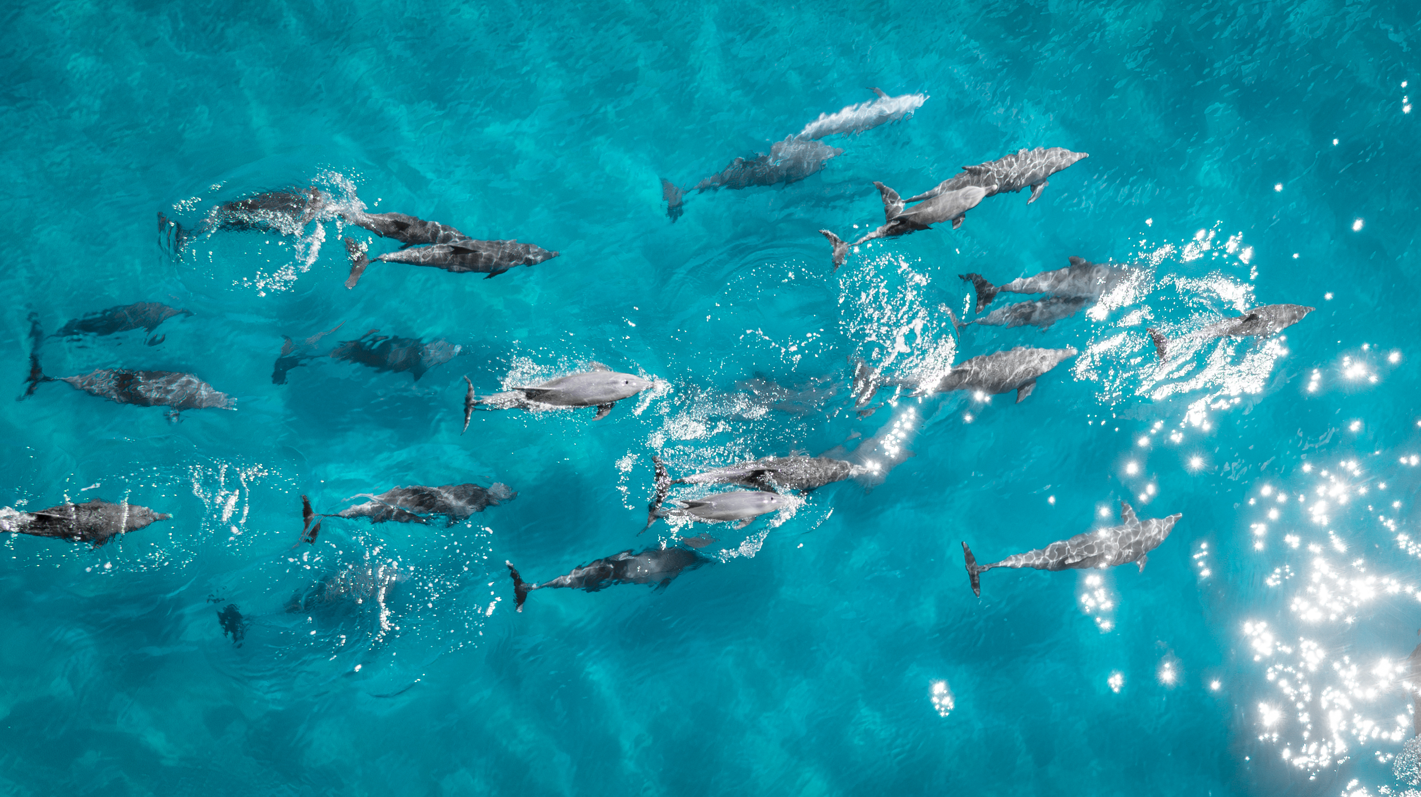 Whales and Waves: 10 day citizen science expedition photo 4