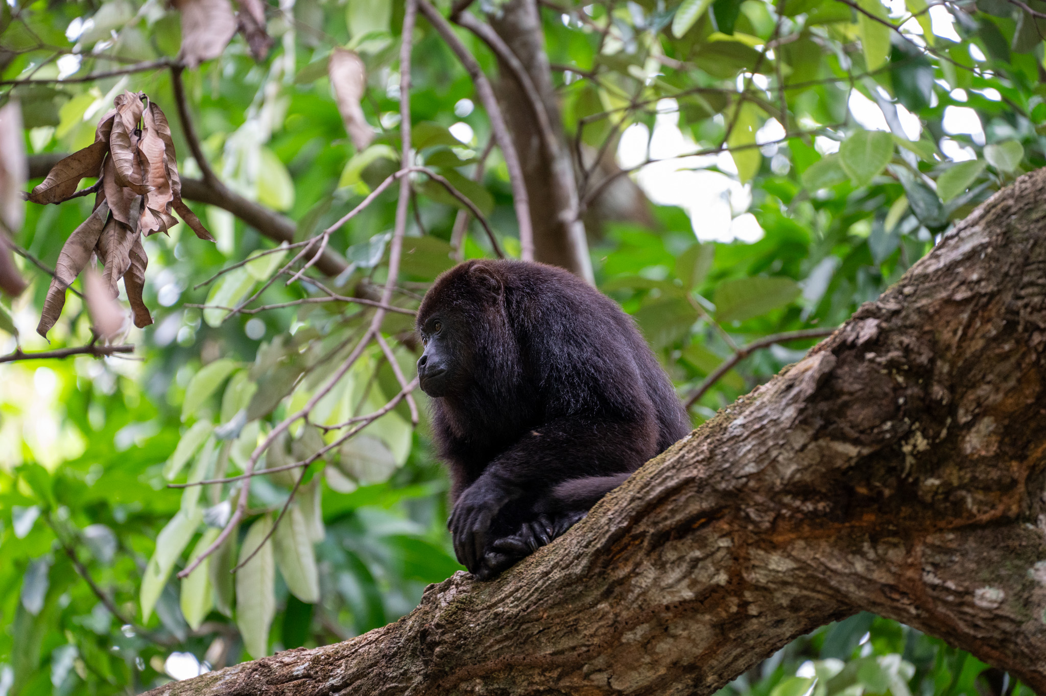 Belize Monkey Adventure Tour photo 2