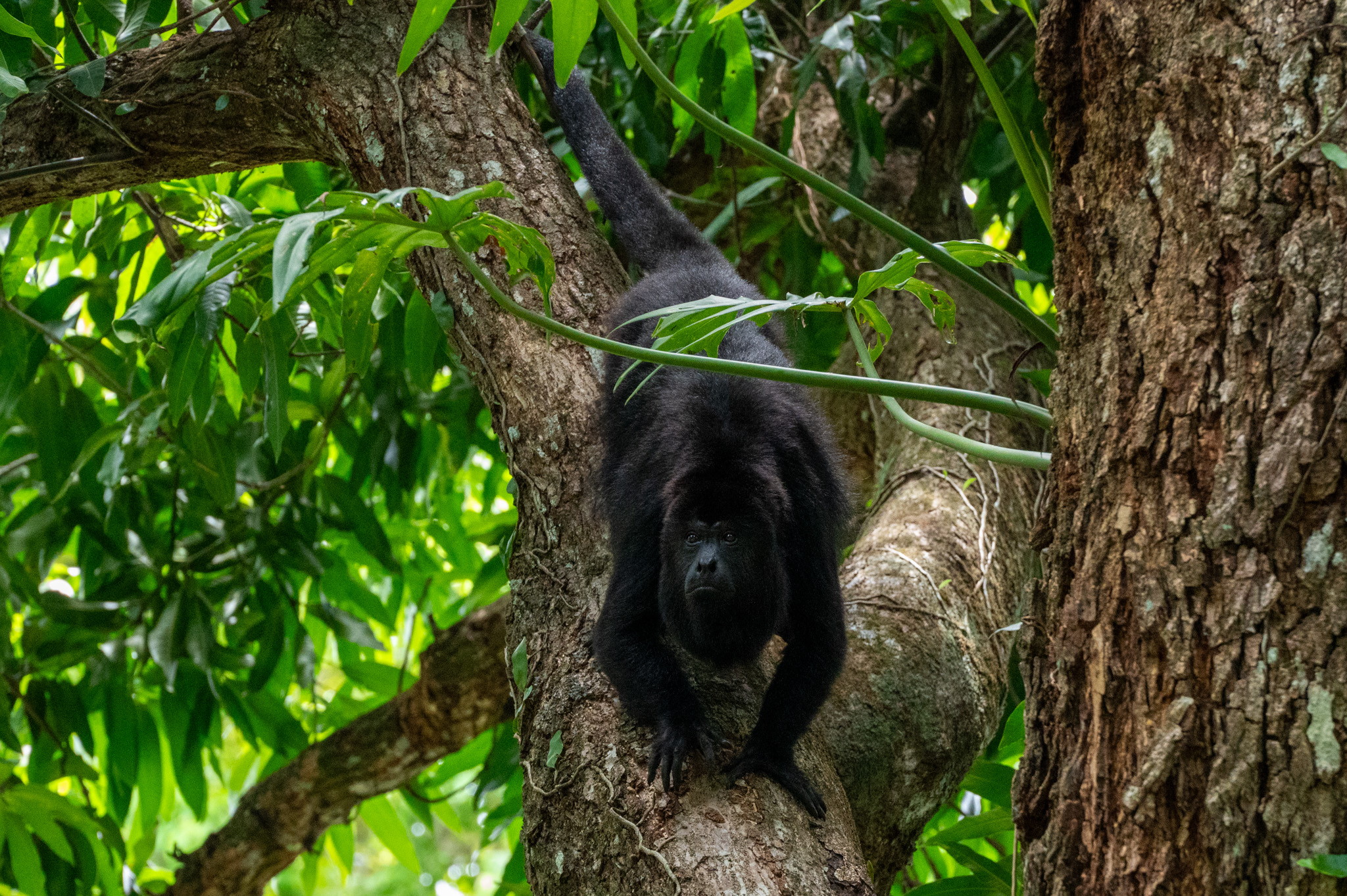 Belize Monkey Adventure Tour photo 4