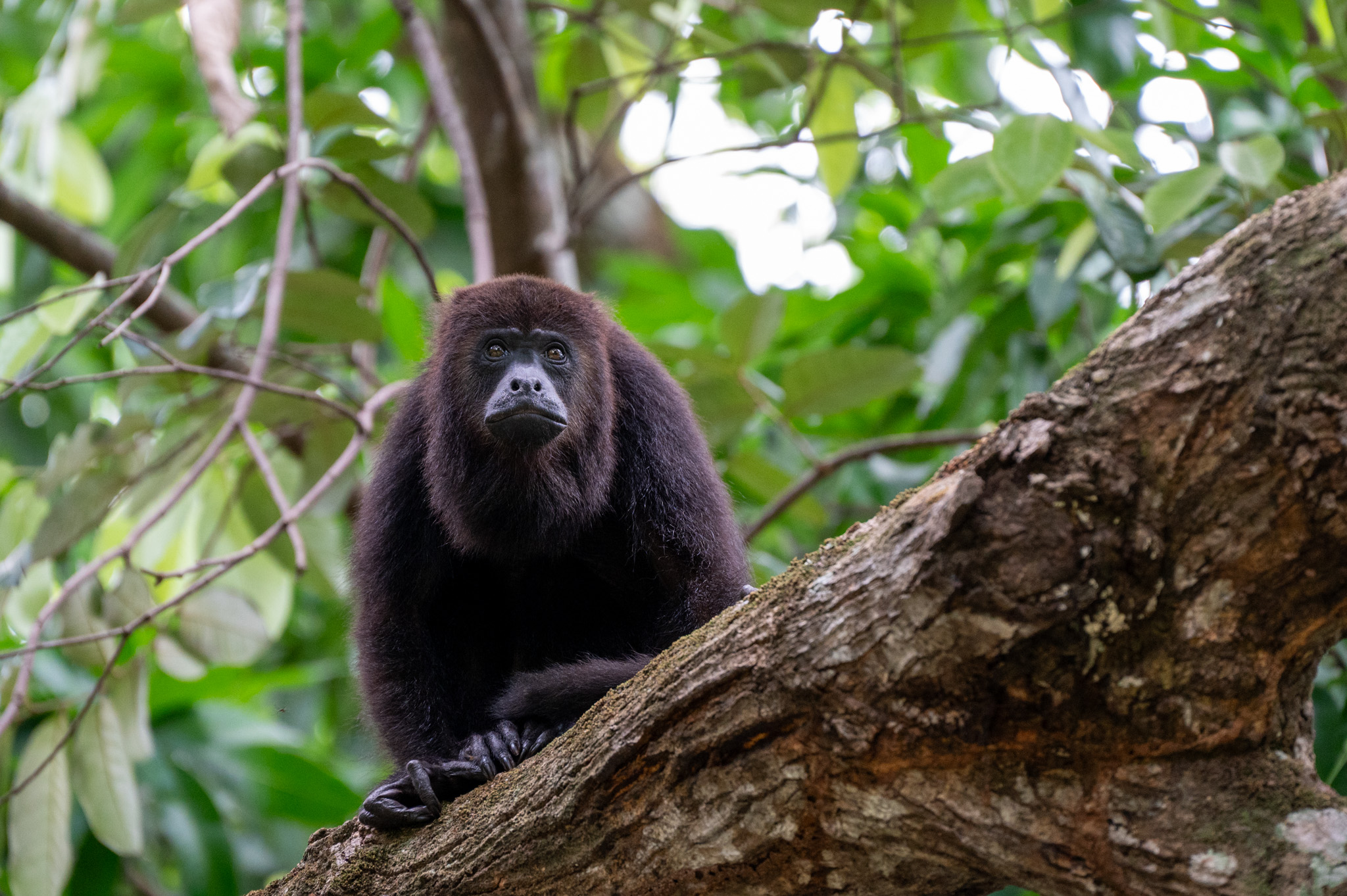 Belize Monkey Adventure Tour photo 5