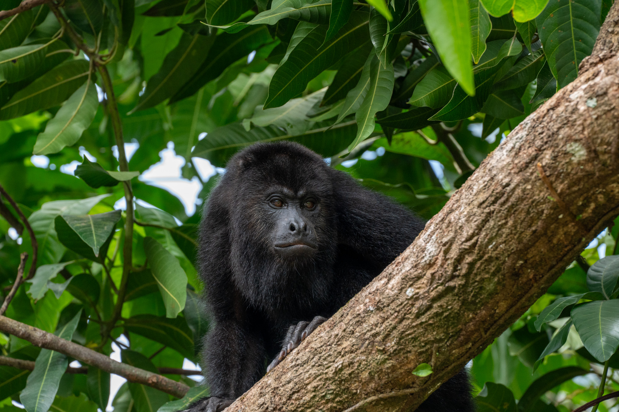 Belize Monkey Adventure Tour photo 6